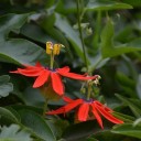 Semínka mučenky Passiflora manicata 5 ks Popínavá liána se sytě červenými květy a modrým středem Do skleníku i na opěru v pokoji 3