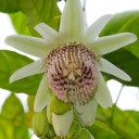 Semínka mučenky Passiflora nigradenia 5 ks Popínavá liána s bílými hvězdicovitými květy a jedlými plody Do skleníku i na opěru 1