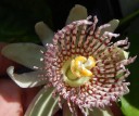 Semínka mučenky Passiflora nigradenia 5 ks Popínavá liána s bílými hvězdicovitými květy a jedlými plody Do skleníku i na opěru 2