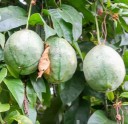 Semínka mučenky Passiflora popenovii 5 ks Popínavá liána s velkými květy fialovou korunou a jedlými plody Do skleníku i na opěru 2