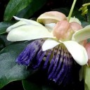 Semínka mučenky Passiflora popenovii 5 ks Popínavá liána s velkými květy fialovou korunou a jedlými plody Do skleníku i na opěru 3