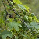 Semínka mučenky Passiflora subpeltata 5 ks Popínavá liána s čistě bílými květy a laločnatými listy Do skleníku i na opěru 2