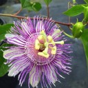 Semínka mučenky pletní Passiflora incarnata 10 ks Mrazuvzdorná popínavá liána s jedlými plody a fialovými květy Na opěru i do skleníku 2