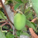 Semínka mučenky pletní Passiflora incarnata 10 ks Mrazuvzdorná popínavá liána s jedlými plody a fialovými květy Na opěru i do skleníku 3