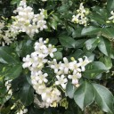 Semínka muraji Murraya paniculata 5 ks Vonný keř orange jasmine s lesklými listy a červenými plody Do interiéru i na bonsaj 1
