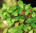 Semínka muraji Murraya paniculata 5 ks Vonný keř orange jasmine s lesklými listy a červenými plody Do interiéru i na bonsaj 2