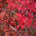 Semínka nandiny domácí Nandina domestica 20 ks Okrasný keř nebeský bambus s červeně a žlutě zbarvenými listy Na zahradu i do nádob 2