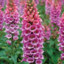 Semínka náprstník červený Digitalis purpurea 1000 ks tradiční dvouletka s růžovými svícemi pro louky, naturalizaci i okrasné výsadby 1