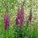 Semínka náprstník červený Digitalis purpurea 500 ks dvouletka s vysokými růžovými květenstvími pro okrasné záhony a venkovské zahrady 2