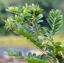 Semínka netvařce Amorpha fruticosa False Indigo, 150 ks, odolný okrasný keř se zpeřenými listy, výsadba do zahrad a krajinné výsadby 1