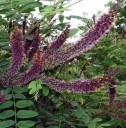 Semínka netvařce Amorpha fruticosa False Indigo, 150 ks, odolný okrasný keř se zpeřenými listy, výsadba do zahrad a krajinné výsadby 2