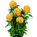 Semínka nevadlec hřebenitý Celosia argentea var. cristata Yellow 50 ks letnička se žlutými hřebínkovými květy na záhon i terasu 1