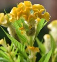 Semínka nevadlec hřebenitý Celosia argentea var. cristata Yellow 50 ks letnička se žlutými hřebínkovými květy na záhon i terasu 2