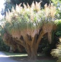 Semínka noliny Nolina longifolia 5 ks Sukulentní dřevina s dlouhými travnatými listy a mohutným kmenem Do interiéru i skleníku 1