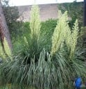 Semínka noliny Nolina longifolia 5 ks Sukulentní dřevina s dlouhými travnatými listy a mohutným kmenem Do interiéru i skleníku 2