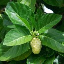 Semínka noni Morinda citrifolia 5 ks Tradiční superovoce Pacifiku se zelenými hrbolatými plody Pro pěstování ve skleníku i nádobě 2