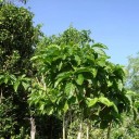 Semínka noni Morinda citrifolia 5 ks Tradiční superovoce Pacifiku se zelenými hrbolatými plody Pro pěstování ve skleníku i nádobě 3
