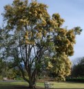 Semínka Nuxia floribunda 10 ks Bohatě kvetoucí okrasný strom s krémově bílými vonnými květy v latách Do skleníku i zimní zahrady 2