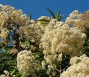 Semínka Nuxia floribunda 10 ks Exotický strom s bohatými krémově bílými květenstvími Kvetoucí dřevina do skleníku i zimní zahrady 2