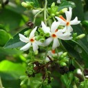 Semínka Nyctanthes arbor-tristis 50 ks Vonný strom noční jasmín s bílými květy a oranžovým středem Do skleníku i zimní zahrady 2