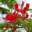 Semínka ohnivec královský Delonix regia 10 ks, oranžově kvetoucí tropická dřevina z Madagaskaru pro pěstování okrasných stromů a bonsají 2