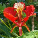 Semínka ohnivec královský Delonix regia 10 ks, oranžově kvetoucí tropická dřevina z Madagaskaru pro pěstování okrasných stromů a bonsají 3