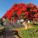 Semínka ohnivec královský Delonix regia 10 ks, oranžově kvetoucí tropická dřevina z Madagaskaru pro pěstování okrasných stromů a bonsají 4