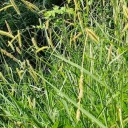 Semínka okrasné trávy Pennisetum purpureum 20 ks Vysoká rychle rostoucí tráva s válcovitými klasy Na zahradu i jako solitéra 2