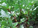 Semínka okry Abelmoschus esculentus Red Burgundy, balení 20 ks, červené lusky, jedlá zelenina pro pěstování na zahradě i ve skleníku 2