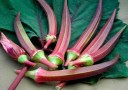 Semínka okry Abelmoschus esculentus Red Burgundy, balení 20 ks, červené lusky, jedlá zelenina pro pěstování na zahradě i ve skleníku 3