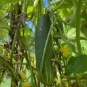Semínka okurka setá Cucumis sativus Green 30 ks zelená salátová okurka pro domácí pěstování na zahrádce nebo do skleníku 2
