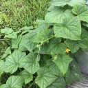 Semínka okurka setá Cucumis sativus Green 30 ks zelená salátová okurka pro domácí pěstování na zahrádce nebo do skleníku 4