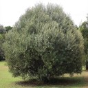 Semínka olivovníku afrického Olea europaea subsp. africana 10 ks Strom s hustou korunou a šedozelenými úzkými listy Do květináče i skleníku 1