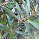 Semínka olivovníku afrického Olea europaea subsp. africana 10 ks Strom s hustou korunou a šedozelenými úzkými listy Do květináče i skleníku 2