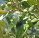 Semínka olivovníku afrického Olea europaea subsp. africana 20 ks Strom s hustou korunou a šedozelenými úzkými listy Do květináče i skleníku 3