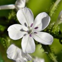 Semínka olověnce Plumbago zeylanica 50 ks Okrasná rostlina s bílými hvězdicovitými květy Do skleníku i zimní zahrady a květináče 1