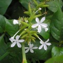 Semínka olověnce Plumbago zeylanica 50 ks Okrasná rostlina s bílými hvězdicovitými květy Do skleníku i zimní zahrady a květináče 2