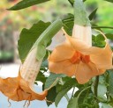Semínka oranžové brugmansie vonné Brugmansia suaveolens 10 ks tropický keř s oranžovými trubkovitými květy pro výsev a pěstování 2