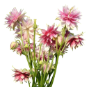 Semínka orlíčku Aquilegia vulgaris Nora Barlow, 20 ks, vytrvalka s plnými růžovo-bílými květy, výsadba do trvalkových záhonů 1