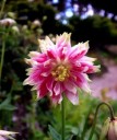 Semínka orlíčku Aquilegia vulgaris Nora Barlow, 20 ks, vytrvalka s plnými růžovo-bílými květy, výsadba do trvalkových záhonů 2