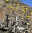 Semínka Pachypodium densiflorum 5 ks Sukulent se ztlustlým trnitým kmenem a zelenými listy Do květináče i sbírky kaudexních rostlin 2