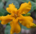 Semínka Pachypodium densiflorum 5 ks Sukulent se ztlustlým trnitým kmenem a zelenými listy Do květináče i sbírky kaudexních rostlin 3
