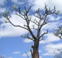 Semínka Pachypodium rutenbergianum 10 ks Sukulentní strom s trnitým kmenem a velkými bílými květy Do květináče i sbírky sukulentů 2