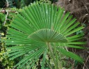 Semínka palmy Trachycarpus latisectus 5 ks Vějířovitá palma se širokými zelenými listy Na zahradu i do nádoby na terasu a do zimní zahrady 2