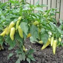 Semínka papriky roční Capsicum annuum 50 ks oblíbená kuchyňská zelenina s podlouhlými plody pro výsev na zahradu, balkon i do nádob 2