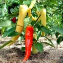 Semínka papriky roční Capsicum annuum 50 ks oblíbená kuchyňská zelenina s podlouhlými plody pro výsev na zahradu, balkon i do nádob 3