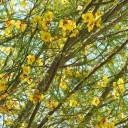 Semínka Parkinsonia aculeata 20 ks Trnitý okrasný strom se žlutými květy a zelenými větvemi Do skleníku i zimní zahrady i květináče 1