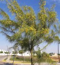 Semínka Parkinsonia aculeata 20 ks Trnitý okrasný strom se žlutými květy a zelenými větvemi Do skleníku i zimní zahrady i květináče 2