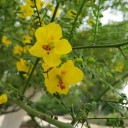 Semínka Parkinsonia aculeata 20 ks Trnitý okrasný strom se žlutými květy a zelenými větvemi Do skleníku i zimní zahrady i květináče 3