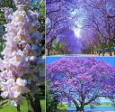 Semínka paulovnie plstnaté Paulownia tomentosa 1000 ks Rychle rostoucí okrasný strom s fialovými trubkovitými květy Na zahradu i jako solitéra 1
